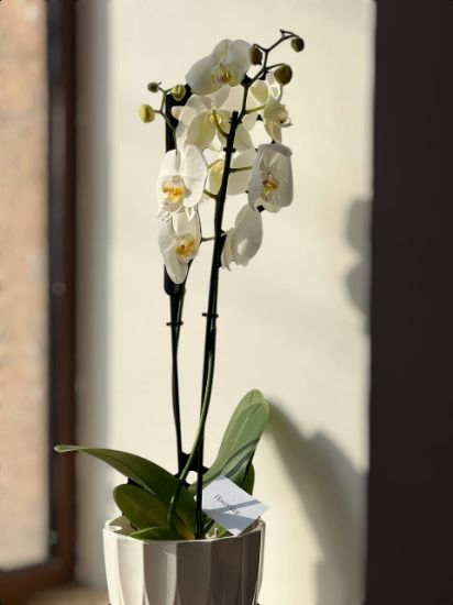 Picture of Orchid #1
