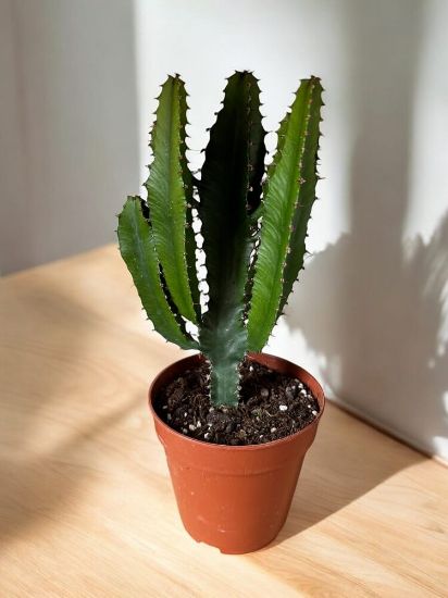 Picture of Euphorbia