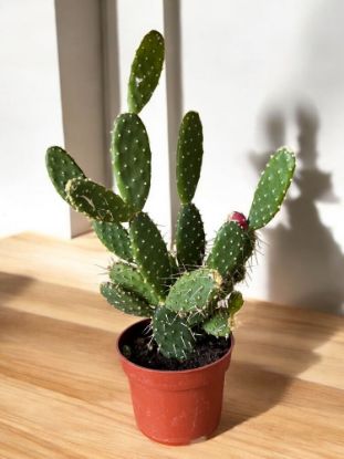 Picture of Opuntia quitensis