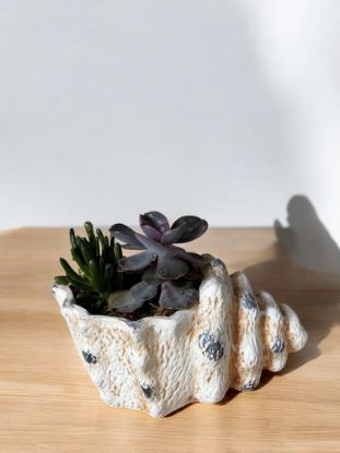 Picture of Succulent ceramic