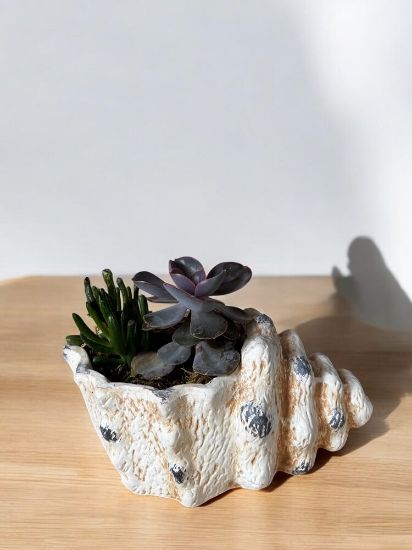 Picture of Succulent ceramic