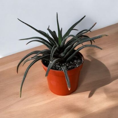 Picture of Plant mix 