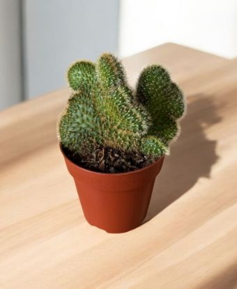 Picture of Cactus mix