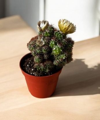 Picture of Cactus decorated