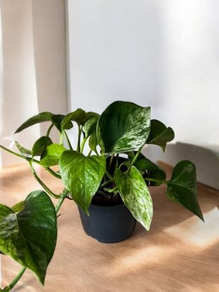 Picture of Epipremnum marble queen