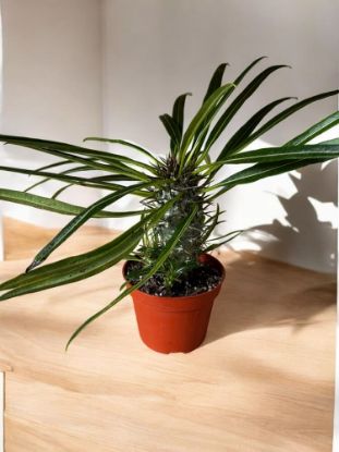 Picture of Pachypodium lamerei