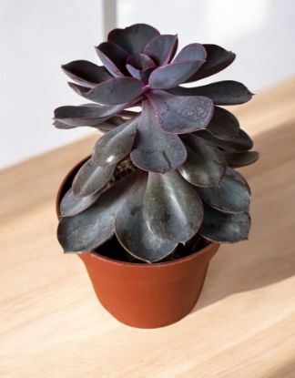 Picture of Echeveria