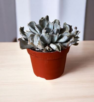 Picture of Echeveria lilacina