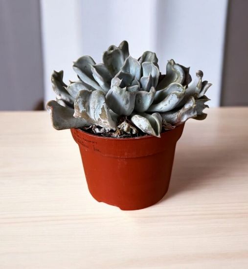 Picture of Echeveria lilacina