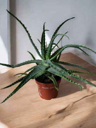 Picture of Aloe arborescens