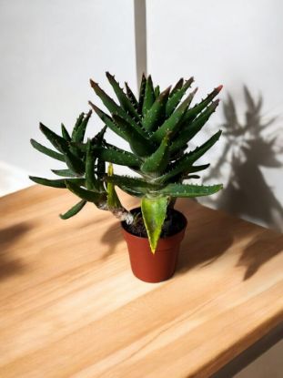 Picture of Aloe perfoliata