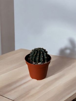 Picture of Cactus mini