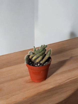 Picture of Plant mix