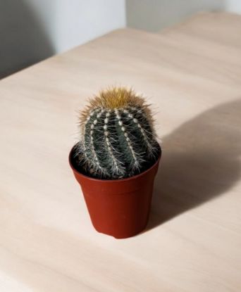 Picture of Cactus