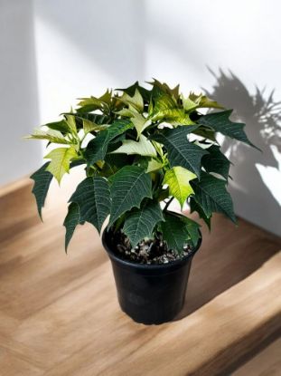 Picture of Poinsettia