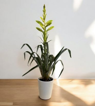 Picture of Tillandsia oerstediana