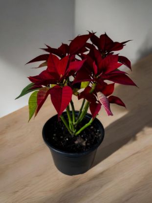 Picture of Poinsettia