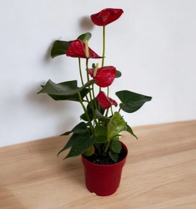 Picture of Anthurium