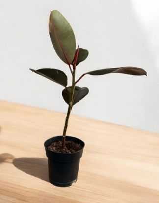 Picture of Ficus elas pink