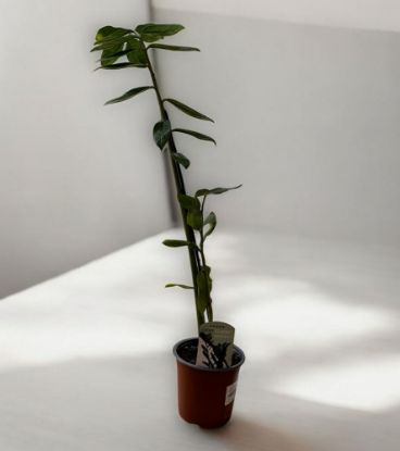 Picture of Monstera deliciosa