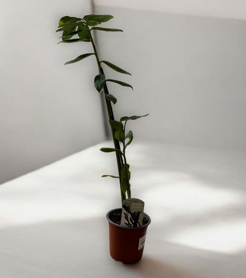Monstera deliciosa - ի նկար