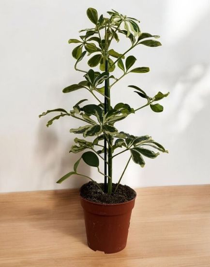 Picture of Sheff Charlotte