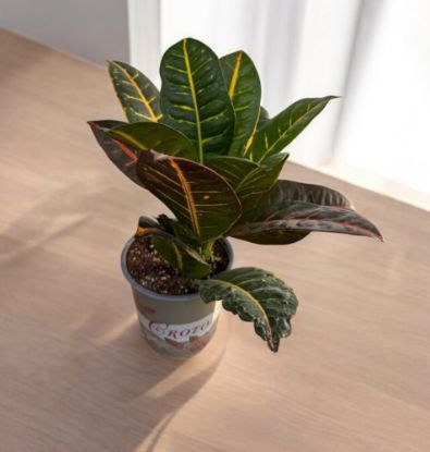 Picture of Codiaeum petra