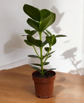 Picture of Clusia rosea princess