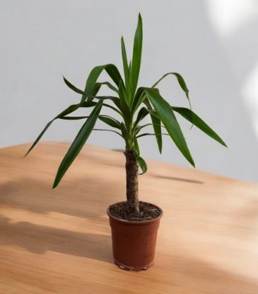 Picture of Yucca over