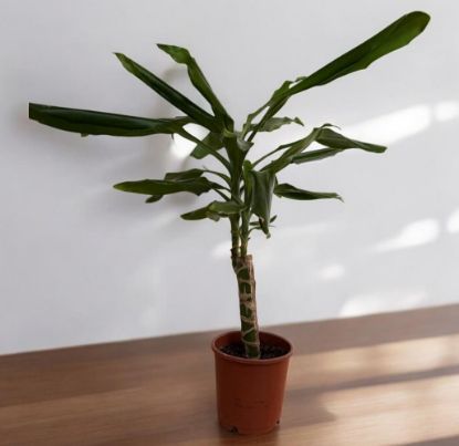 Picture of Dracaena marginata