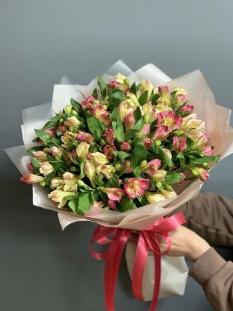 Picture for category Alstroemeria