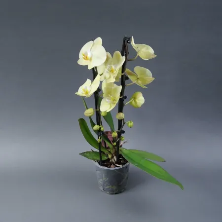 Picture for category Plants